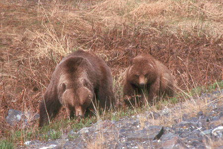 Yukon Wild